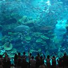 Aquarium in der Dubai Mall