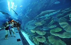 Aquarium in der Dubai Mall nahe dem Burj Khalifa