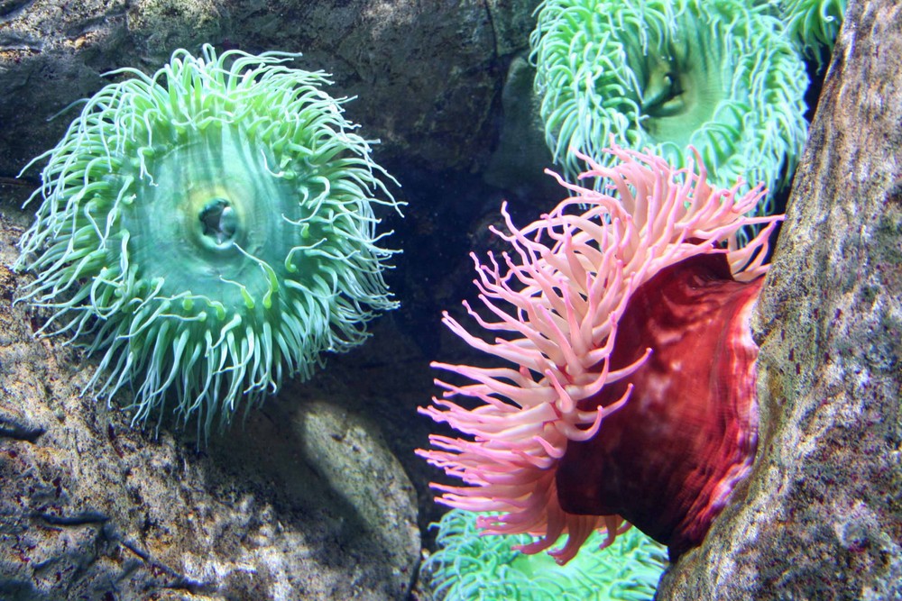 aquarium in Lisboa