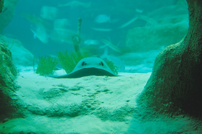 Aquarium in San Sebastian