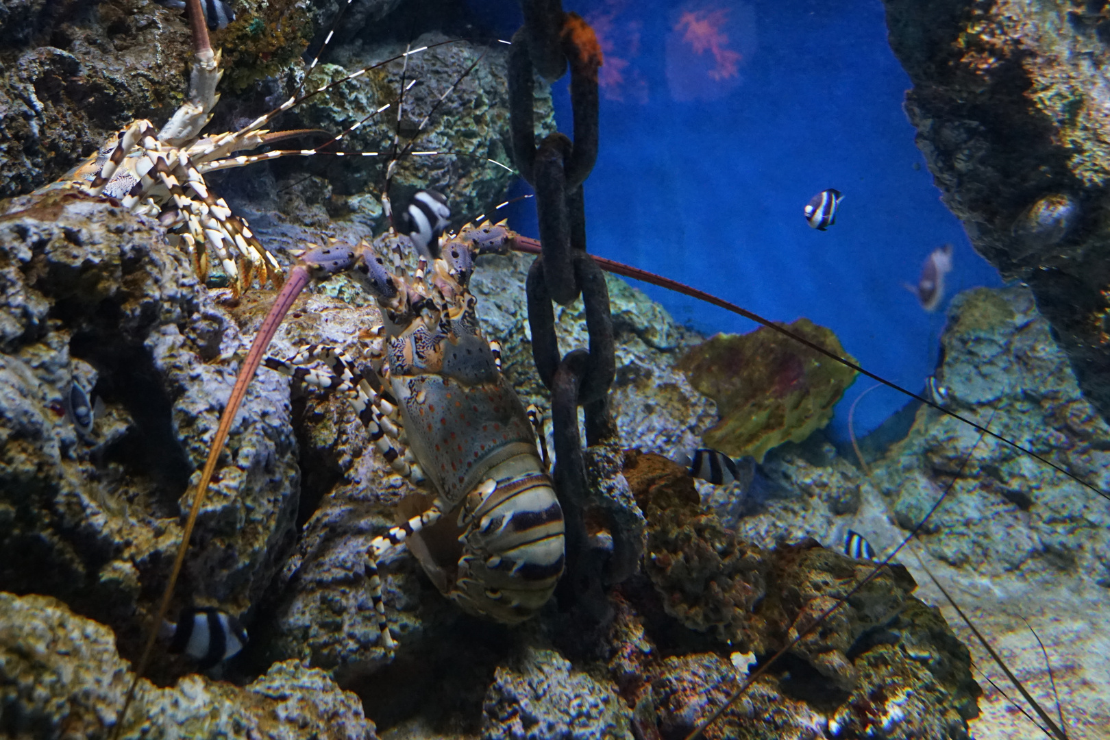 Aquarium in Singapur