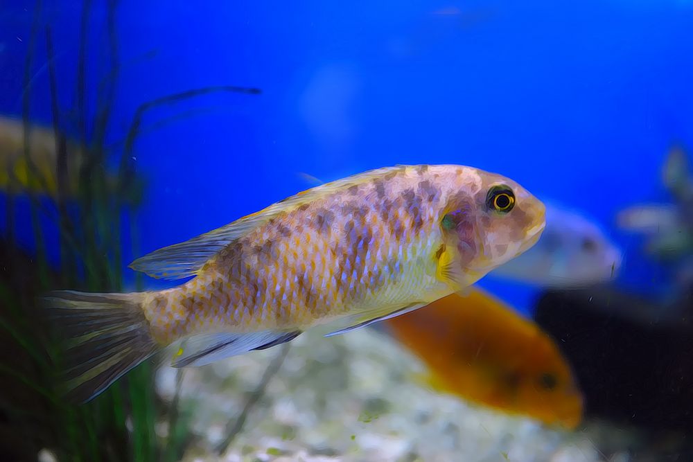 Aquarium in St. Andrew, Scotland