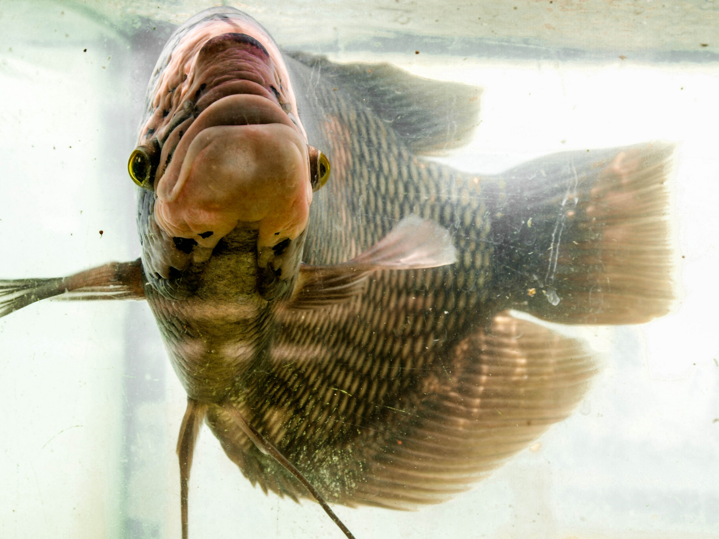 Aquarium in Thailand