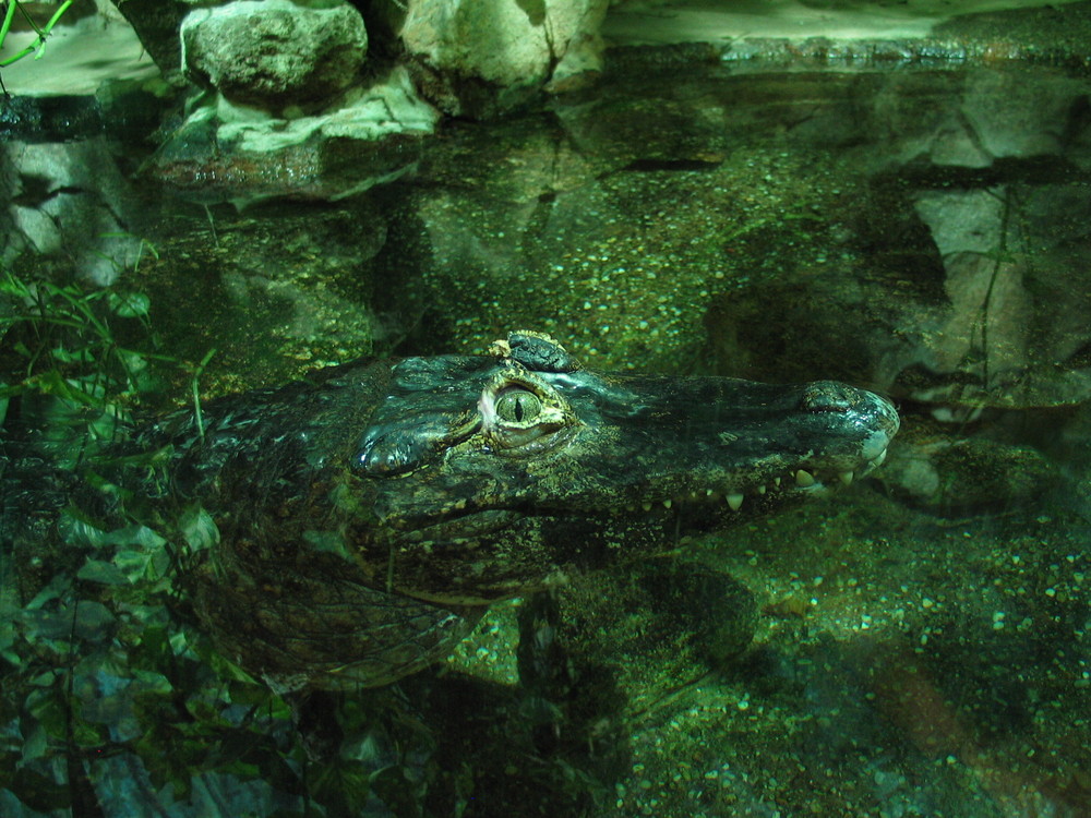 Aquarium in Wien 2005