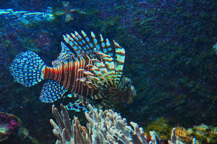 Aquarium Köln