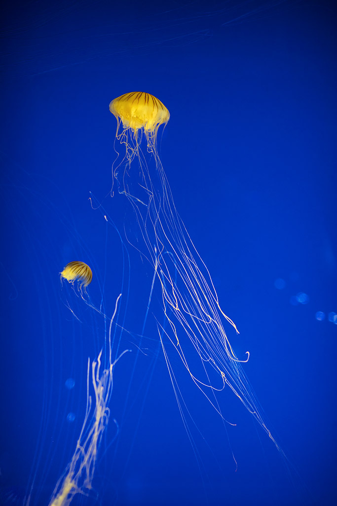 Aquarium La Rochelle