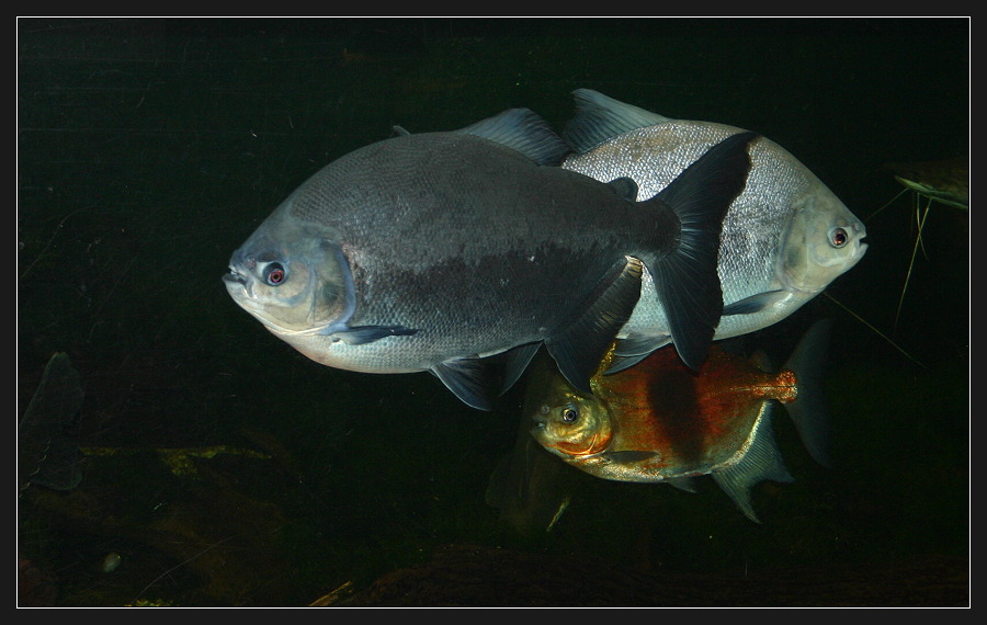 Aquarium Leipzig