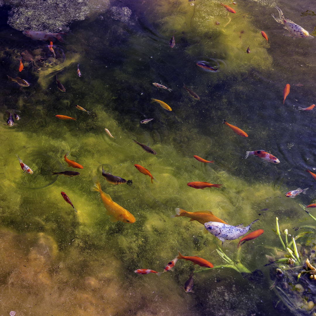 Aquarium naturel comme un .......