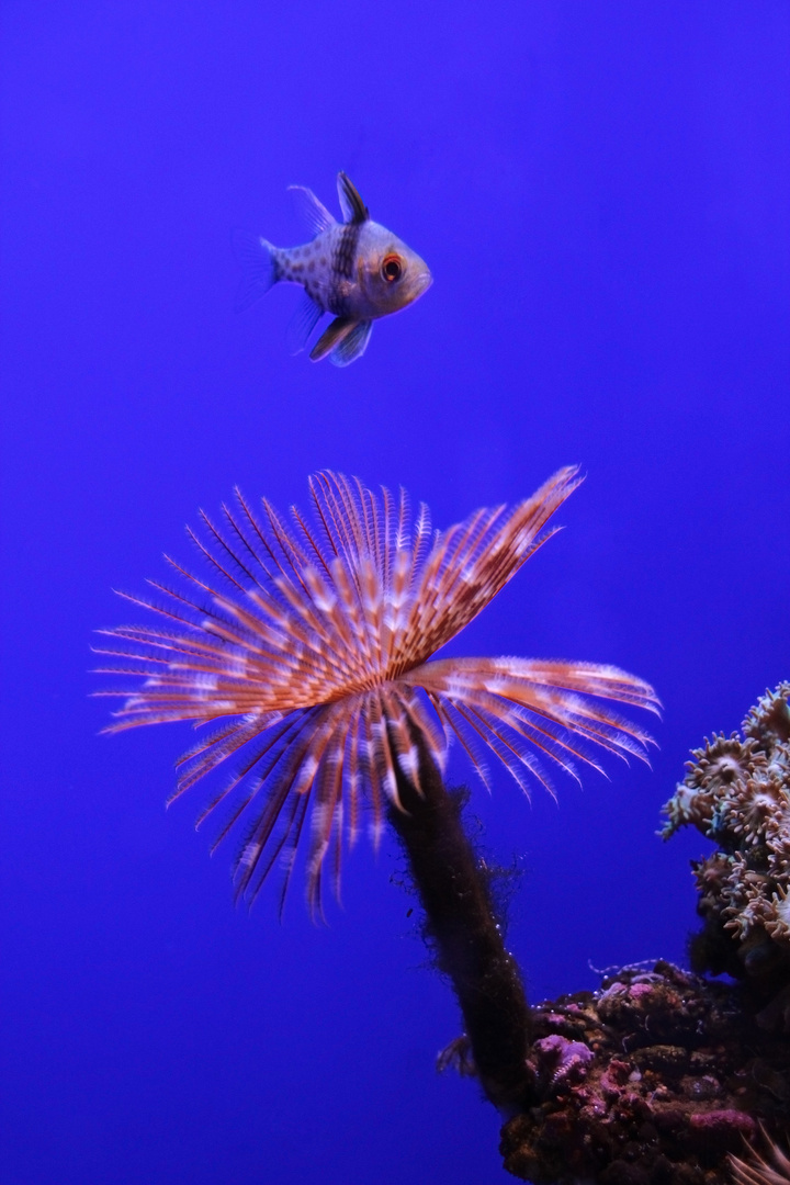 Aquarium - Palma de Mallorca