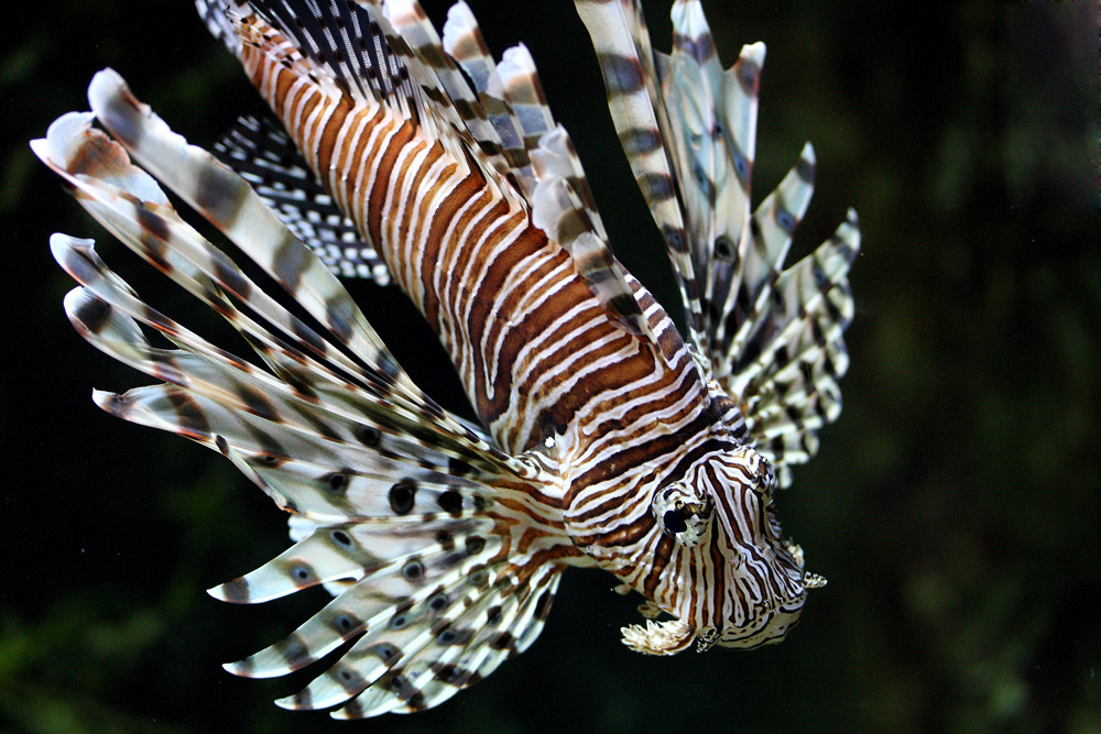 Aquarium Saint Malo