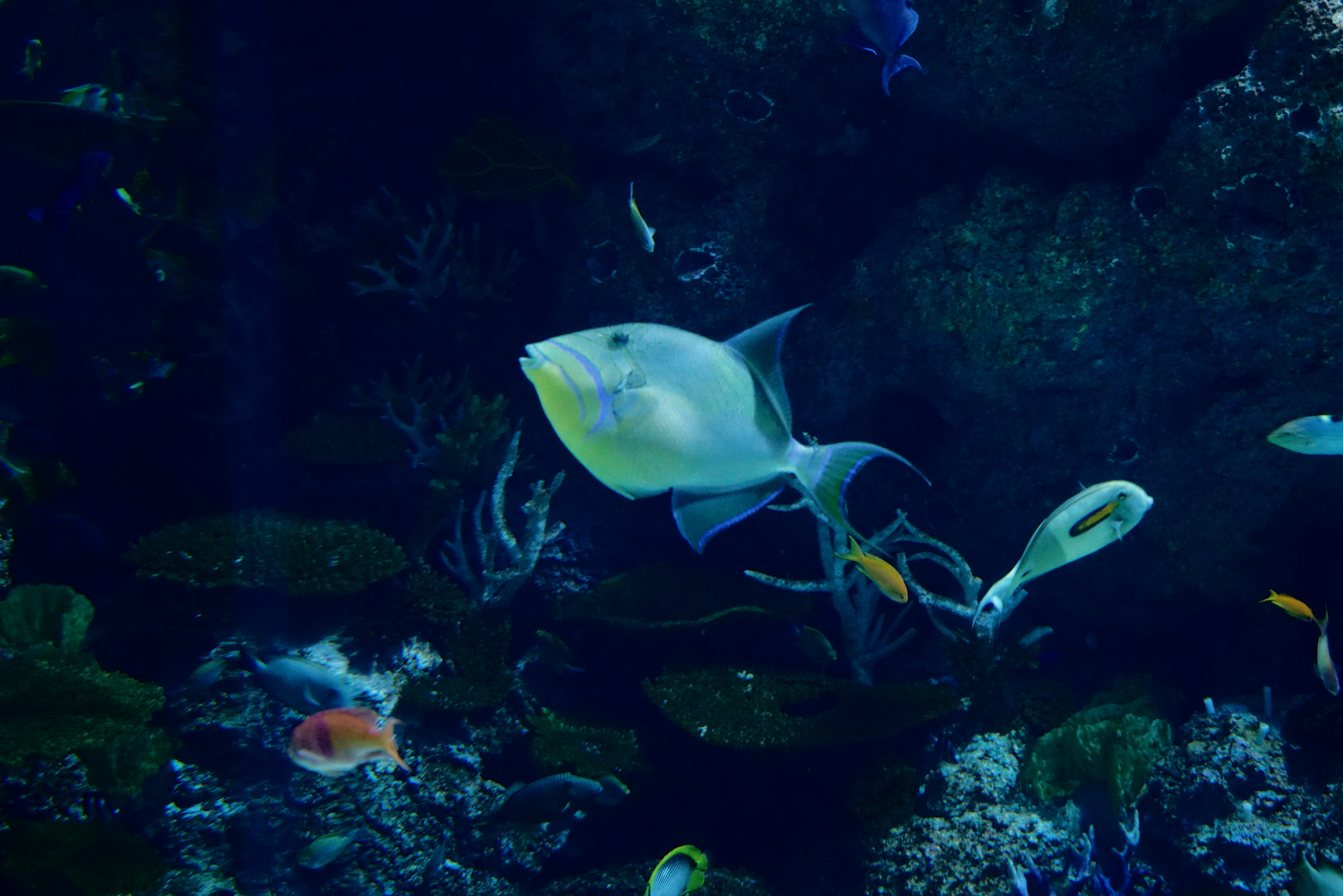 Aquarium Singapur