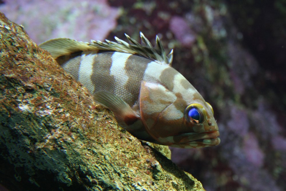 Aquarium St Gilles - Ile de la Réunion