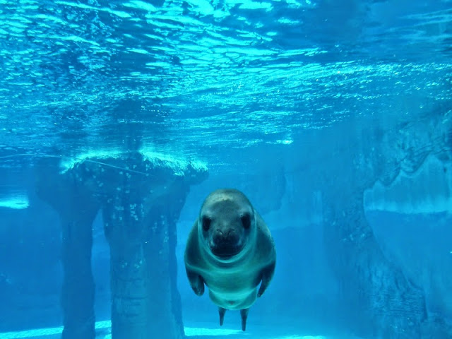 Aquarium Sydney