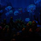 Aquarium Unterwasser Fische Lichterspiel