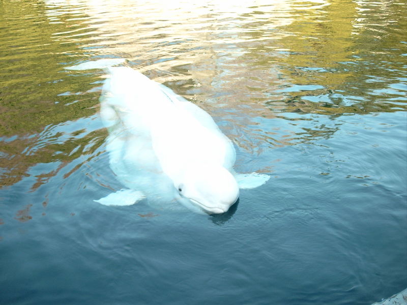 Aquarium Vancouver Belugewal