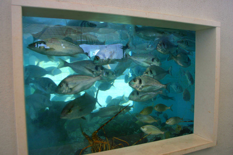 Aquarium with seafishes,krab and cancers -Podgora Caklje