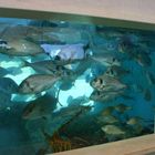 Aquarium with seafishes,krab and cancers -Podgora Caklje