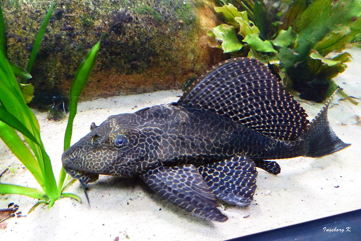 Aquarium Zoo Duisburg Foto & Bild natur tiere, natur, landschaft