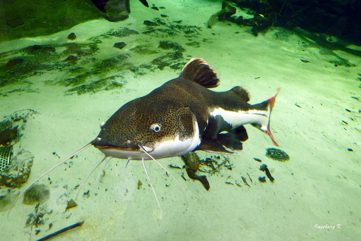 Aquarium - Zoo Duisburg