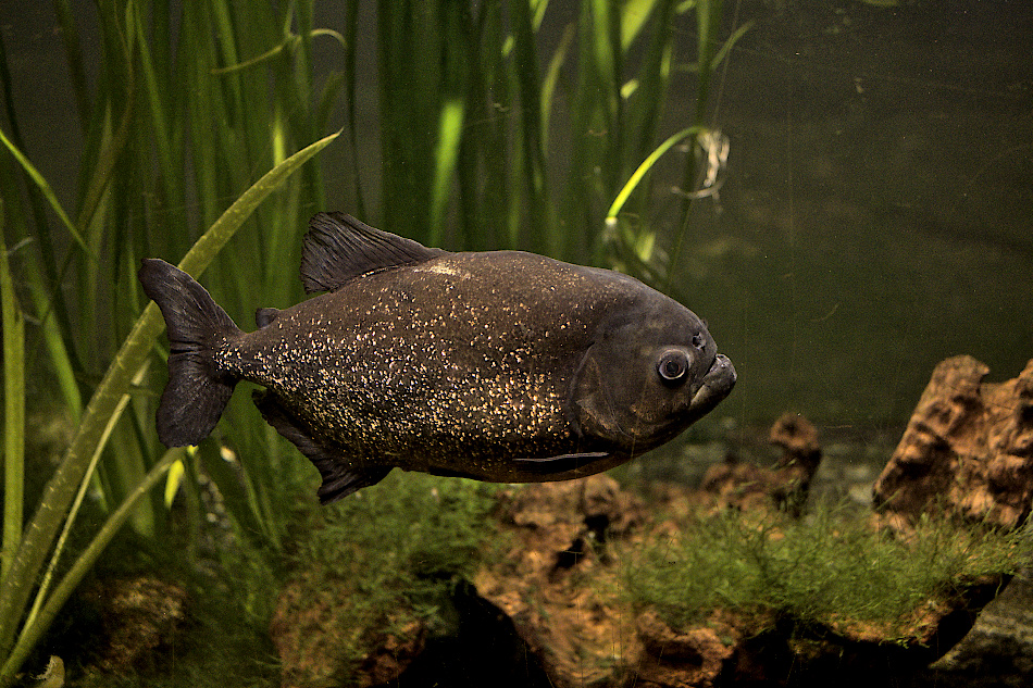 Aquarium Zoo Leipzig 06