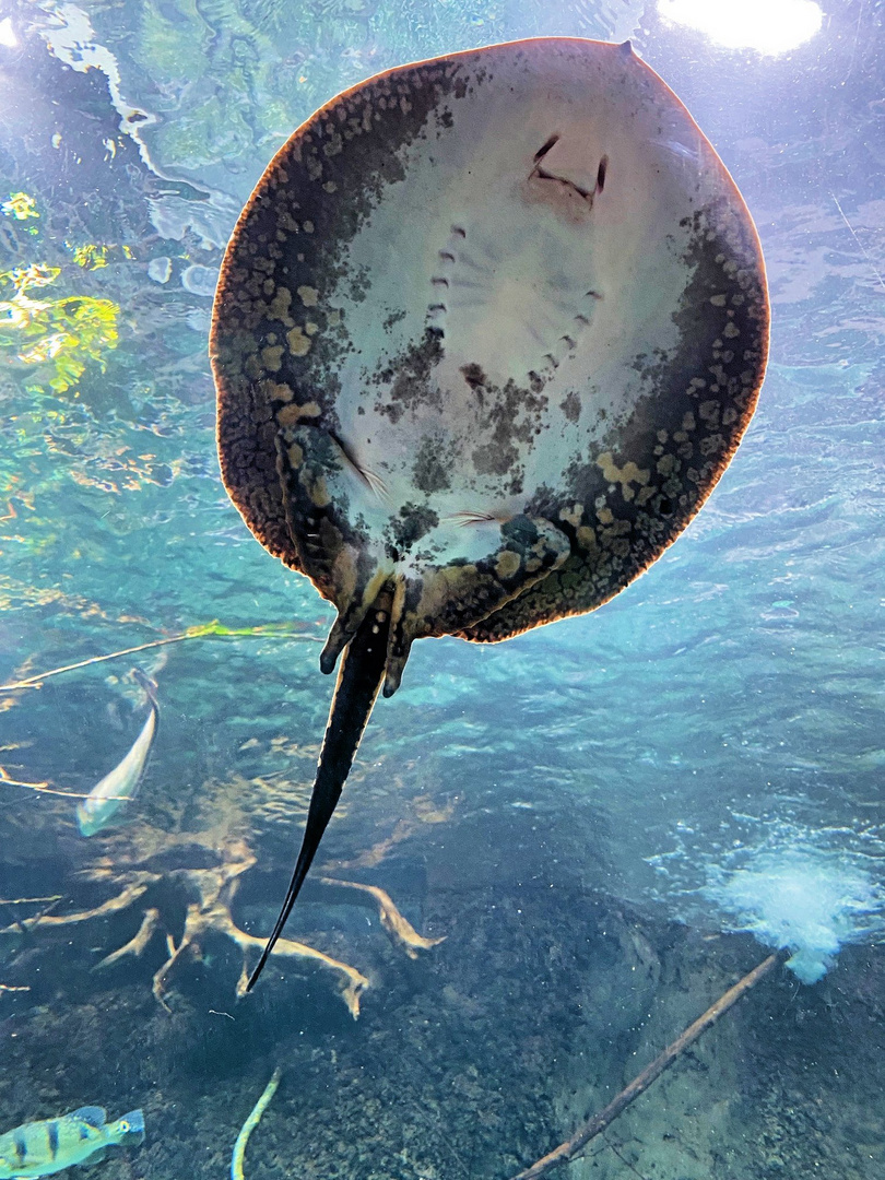 Aquarium  Zoo Leipzig