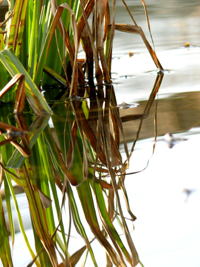 Aquatic plant