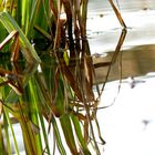 Aquatic plant