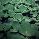 Aquatic plants