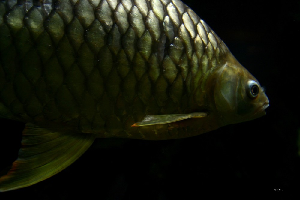 Aquazoo in Düsseldorf 9.03.08 -10