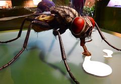 Aquazoo – Löbbecke Museum Düsseldorf