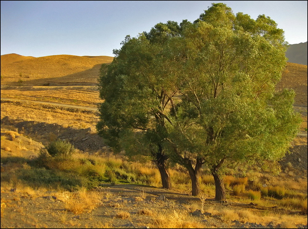 Aqueducts trees