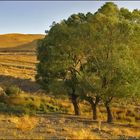 Aqueducts trees