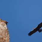 Aquila adalberti - Iberischer Kaiseradler