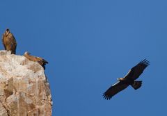 Aquila adalberti - Iberischer Kaiseradler