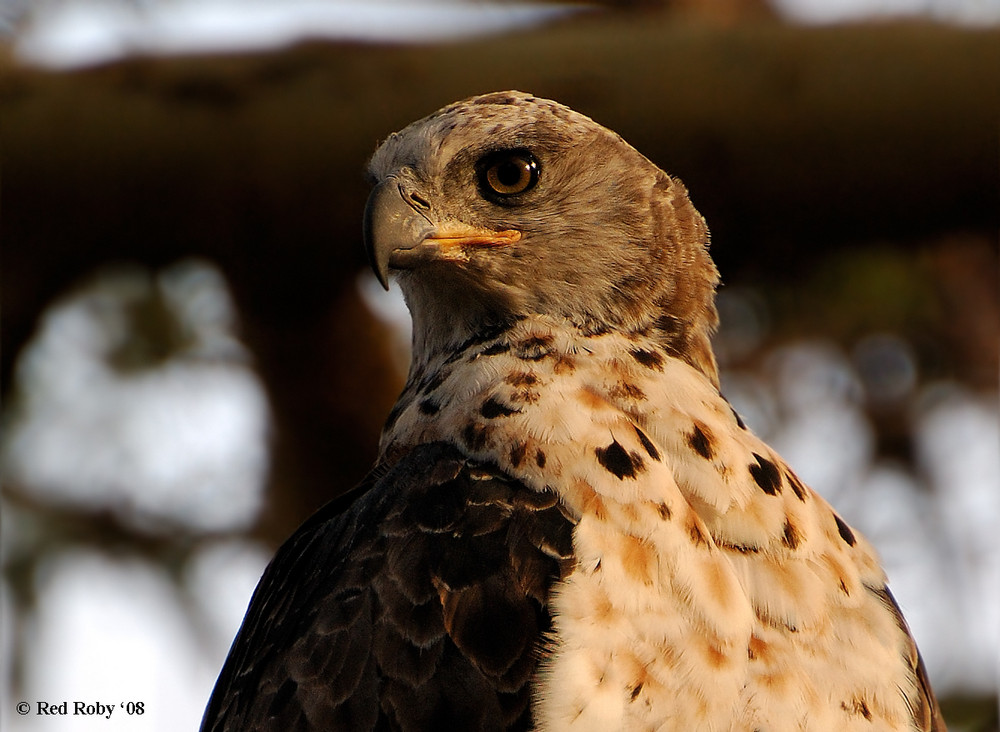 Aquila africana (Tanzania)