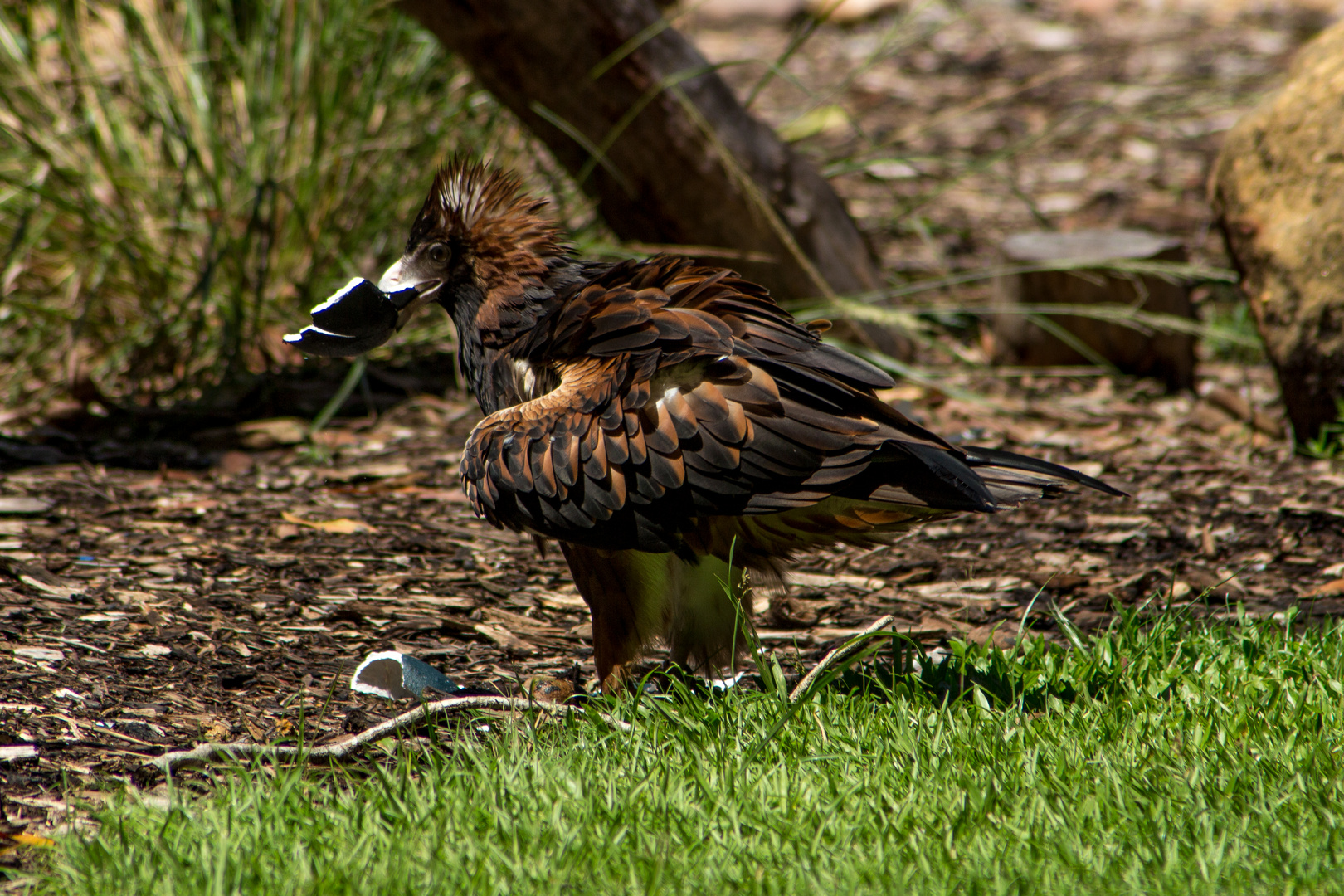 Aquila audax