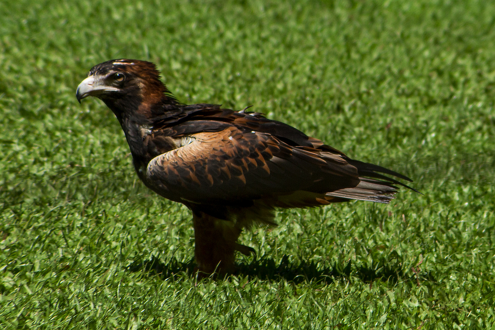 Aquila audax