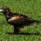 Aquila audax