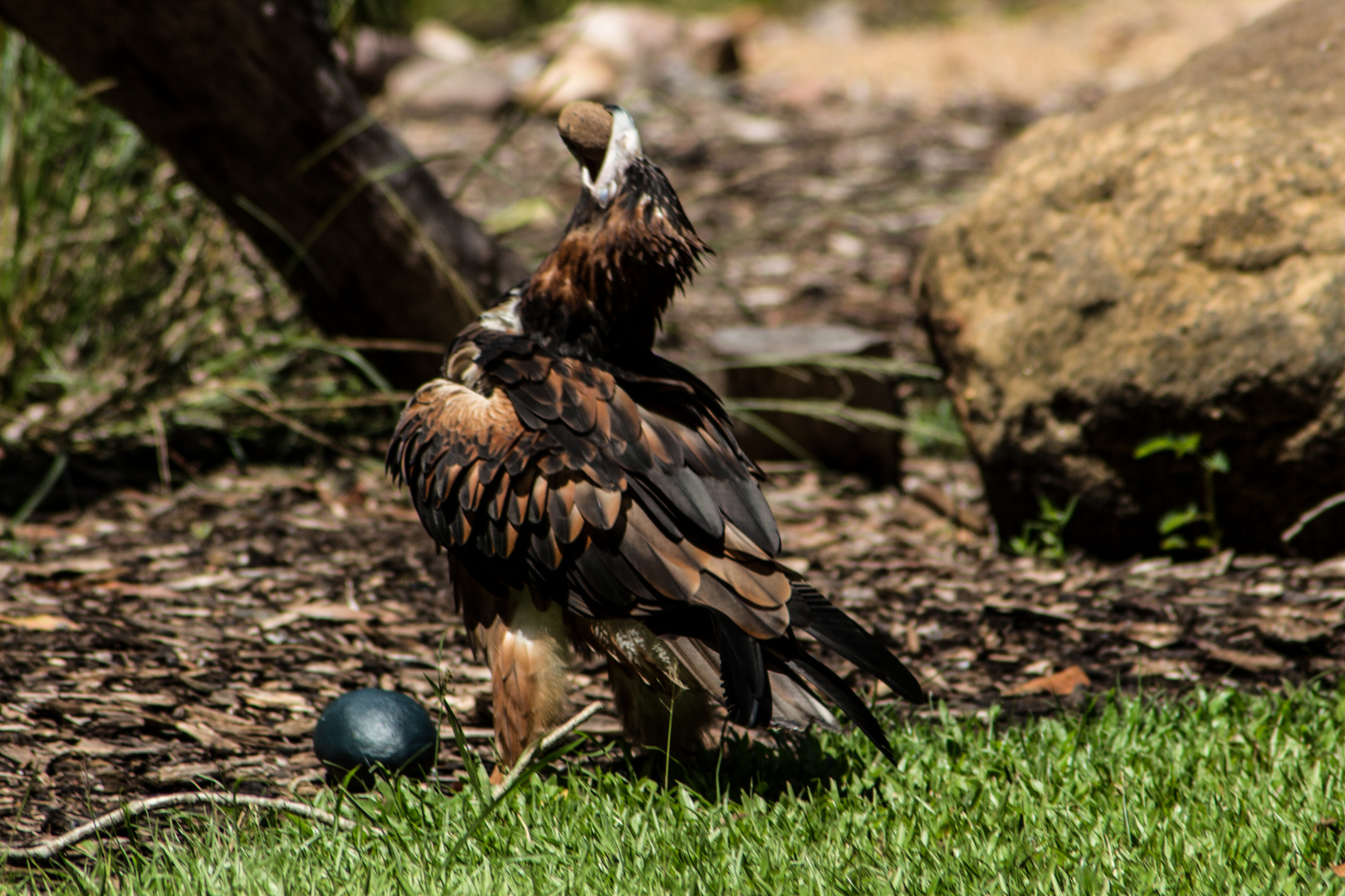 Aquila audax