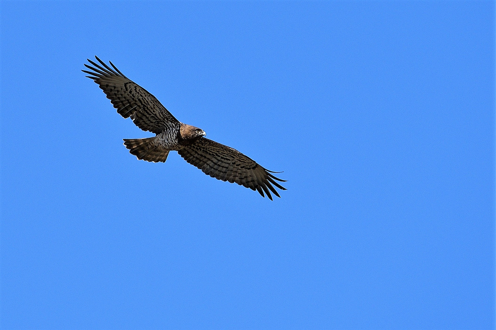 Aquila Biancone