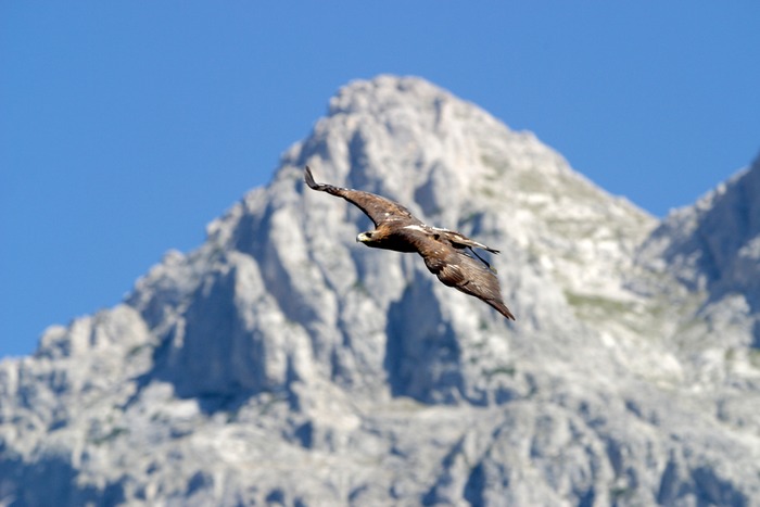 Aquila ch.chrysaetos,Steinadler