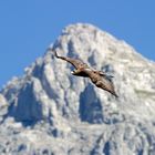 Aquila ch.chrysaetos,Steinadler