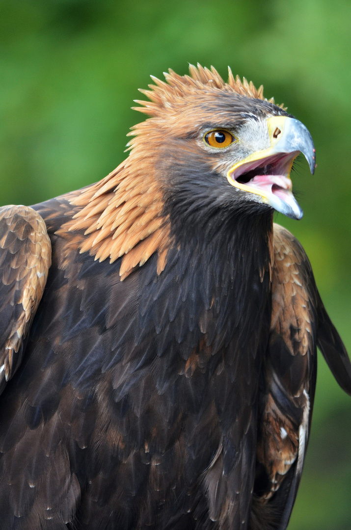 Aquila chrysaetos