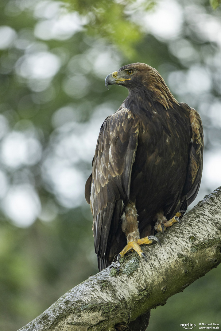 aquila chrysaetos