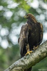 aquila chrysaetos