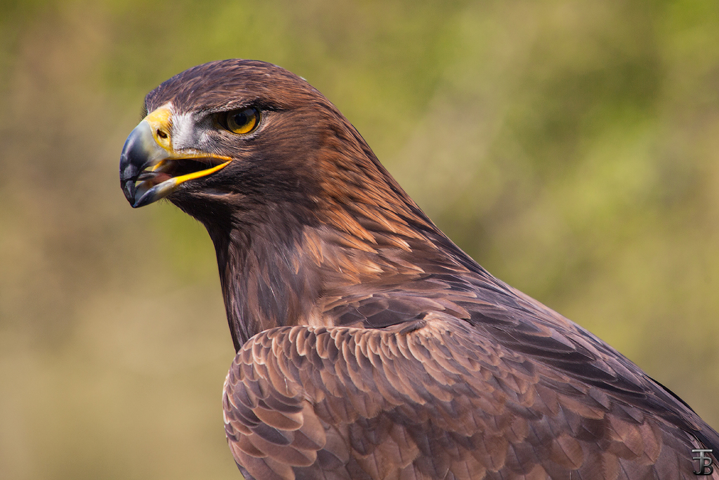 Aquila chrysaetos