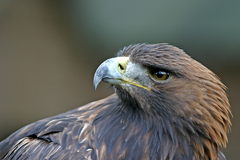 Aquila chrysaetos