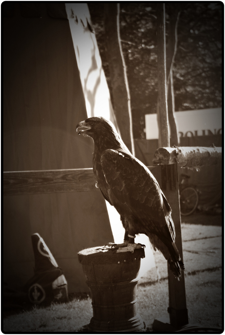 Aquila chrysaetos auf dem Ritterfest in Bad Bentheim