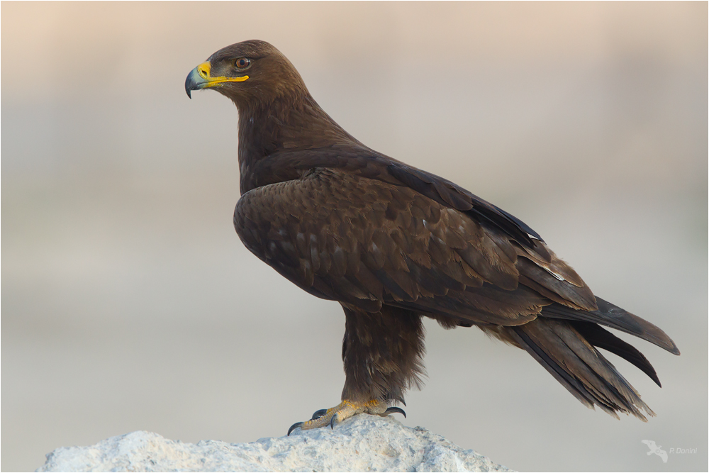 Aquila delle steppe