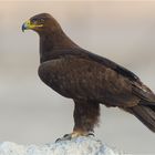 Aquila delle steppe